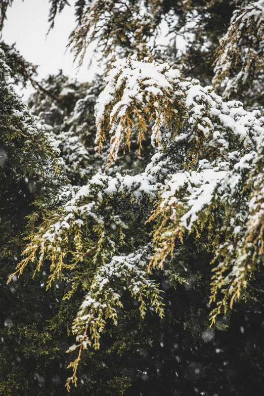 snowy tree nches with a lot of green leaves