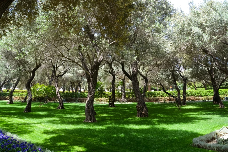 a tree grove is surrounded by many trees