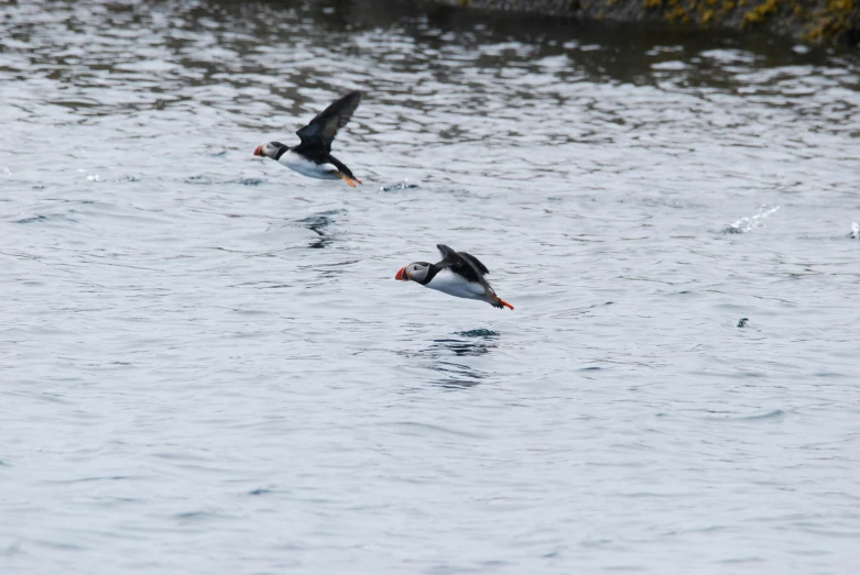 two birds flying low over the ocean, one is black and white