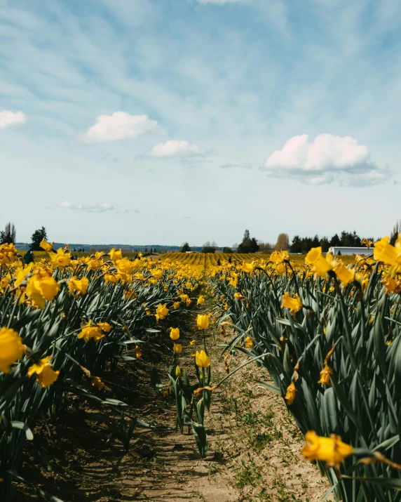 large yellow flowers grow in a large, open field