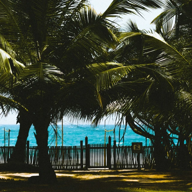 there is palm trees near the beach with blue water in the background