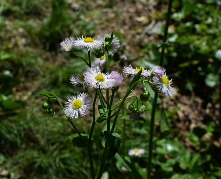 many wild flowers in the middle of a green field