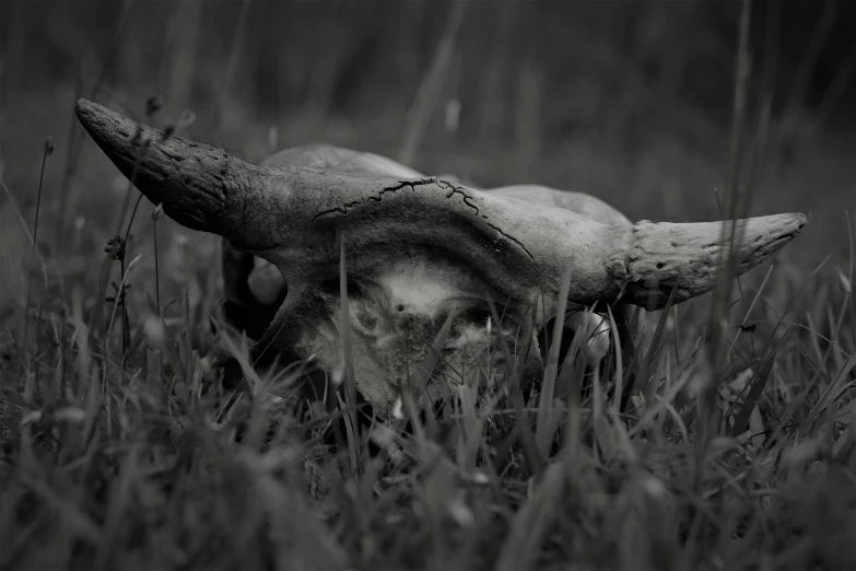 long horn deer skull with sharp horns lying in grassy field