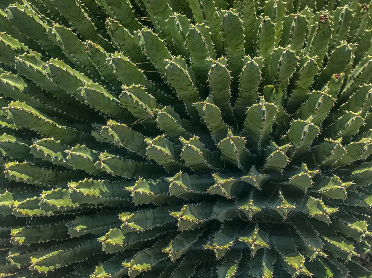 a large cactus with leaves surrounding it