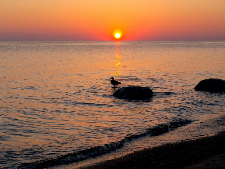 a bird sitting on the rocks in the water with a sun set