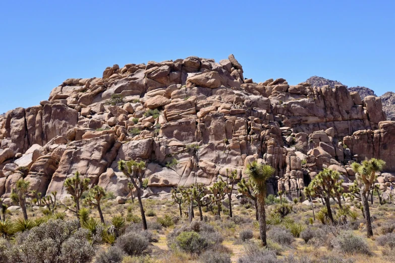 several trees and rocks in the desert area