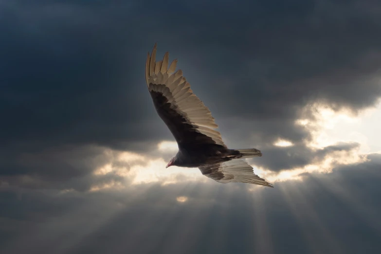 an image of a large bird flying through the air