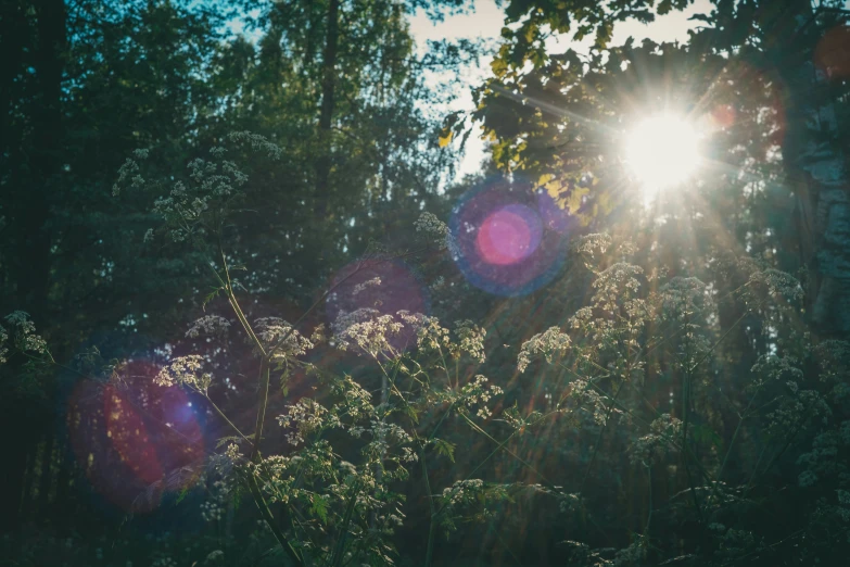 sun shining through some trees with bright lights