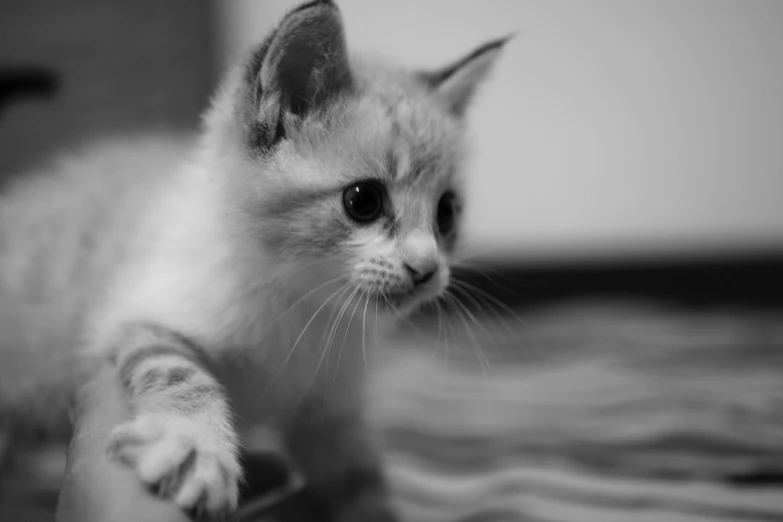 a black and white image of a cat on the floor