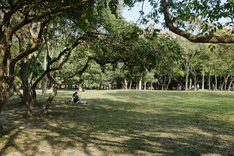 someone is sitting on a bench under some trees