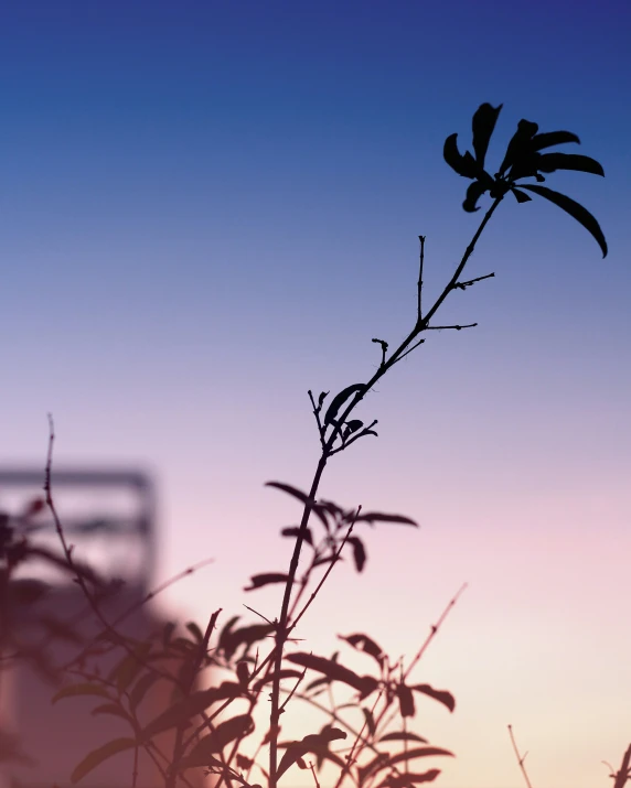 an up close s of some plants and the sunset