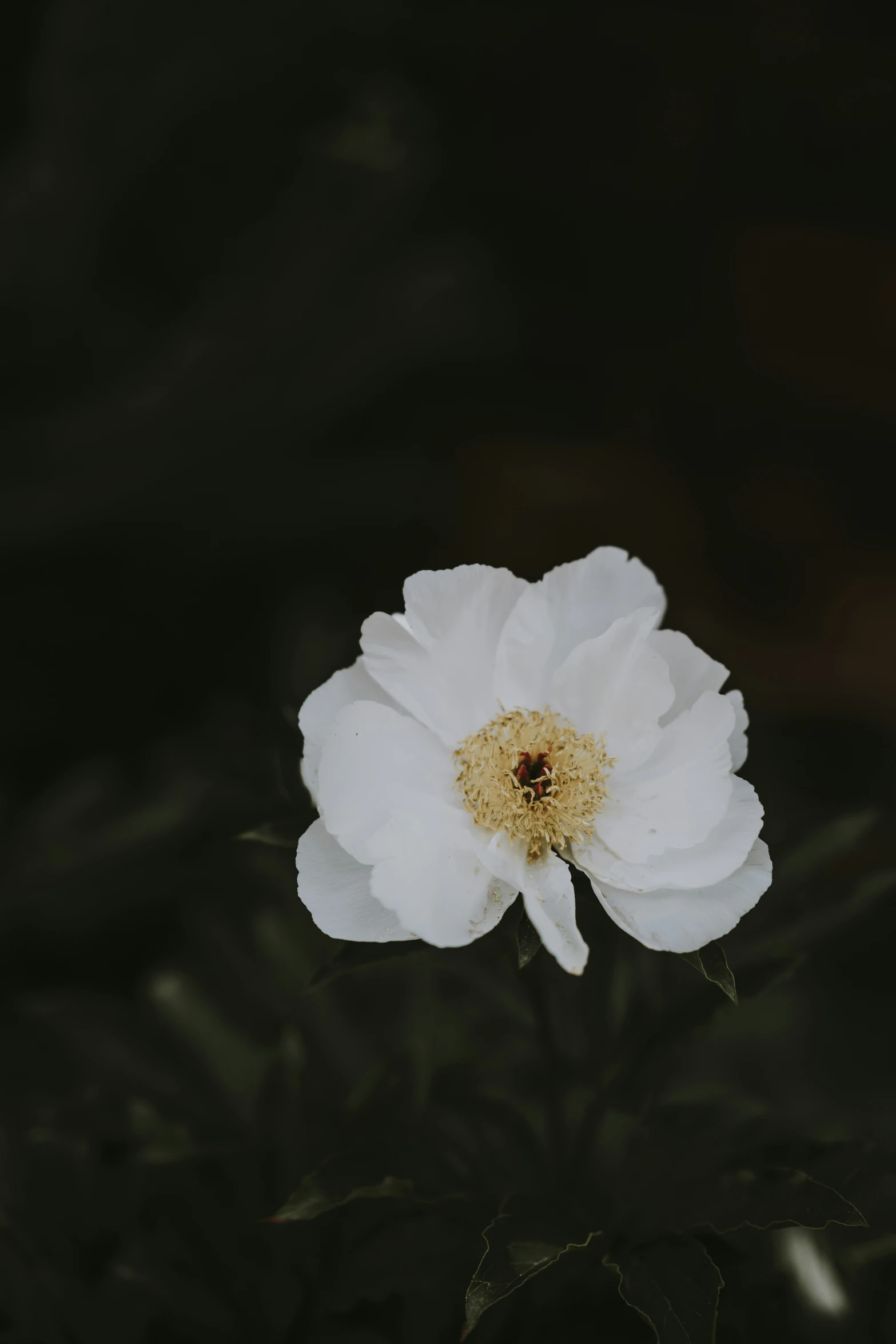 a white flower on some kind of bush