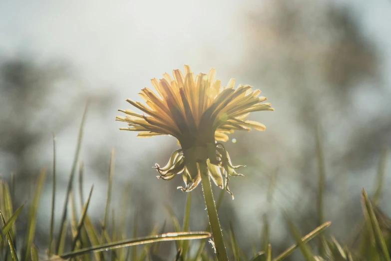 a flower that is in the middle of some grass