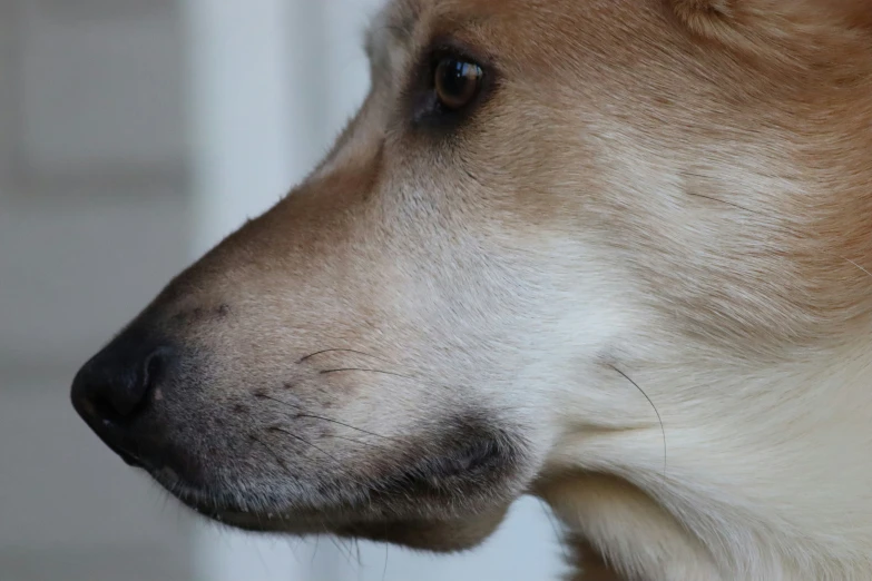 the head of a white dog looking off into the distance