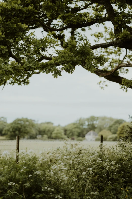 an old bench by the field with grass and trees