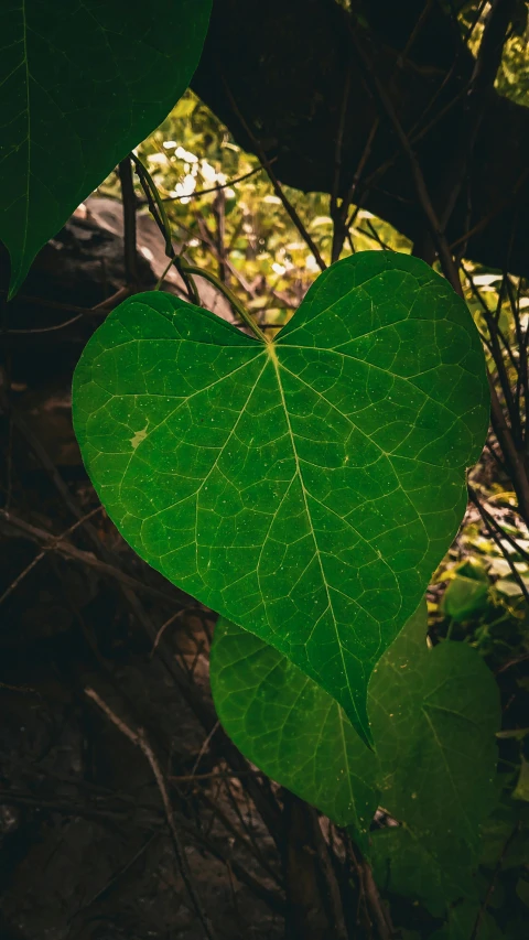 a green leaf sitting next to green leaves