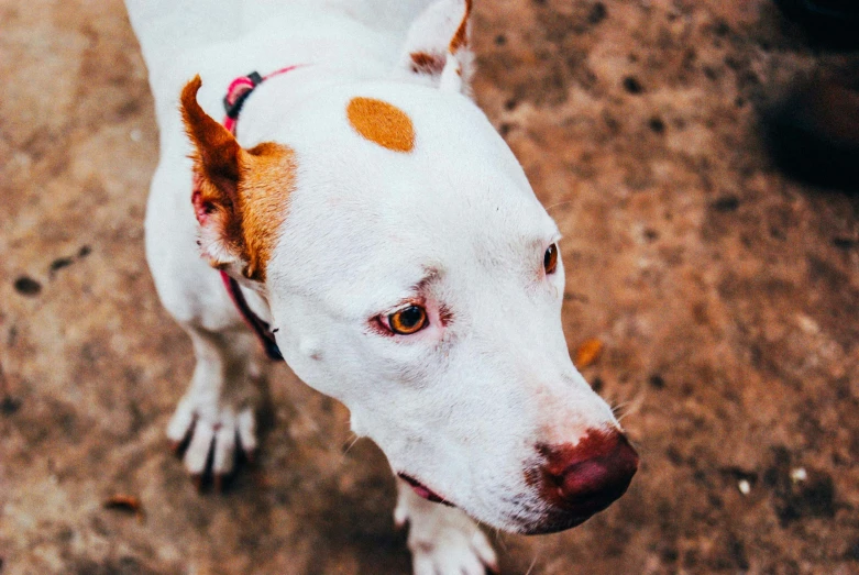 the white dog with brown spots looks around