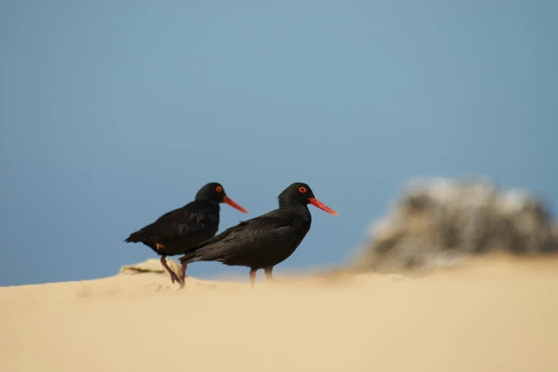 there are two black birds standing on the sand