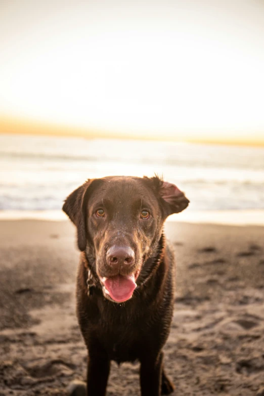 a brown dog is standing in the sand