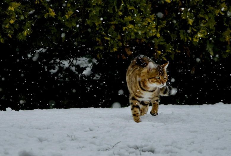 a cat walking in the snow in front of trees