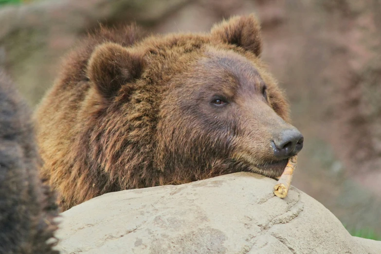 a brown bear is chewing on soing with it's mouth