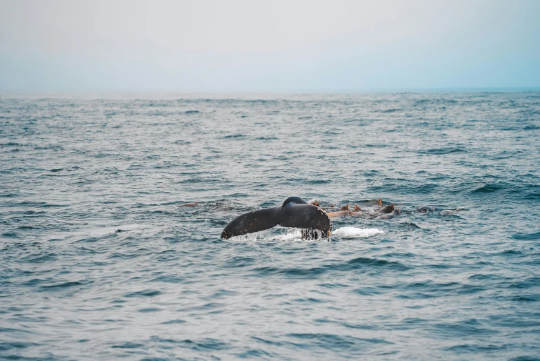 a whale lunges above the ocean with its head sticking out of the water