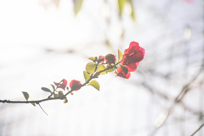 a nch with red flowers on it, with blurry back ground