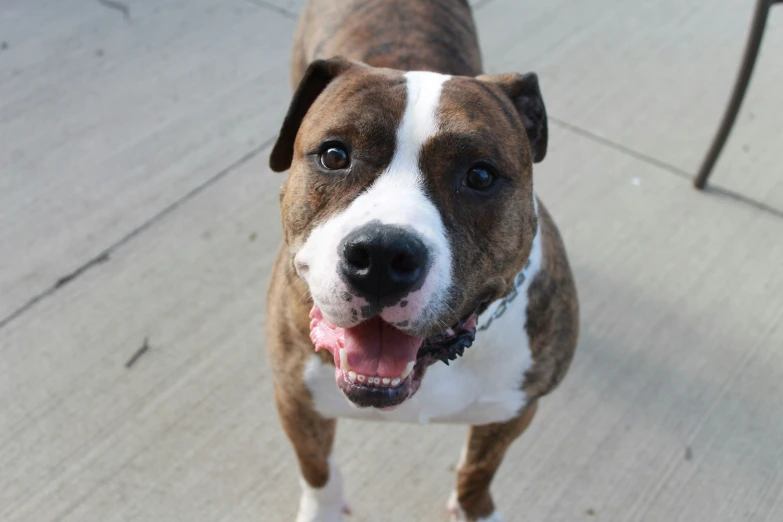 the dog has big ears and is brown and white