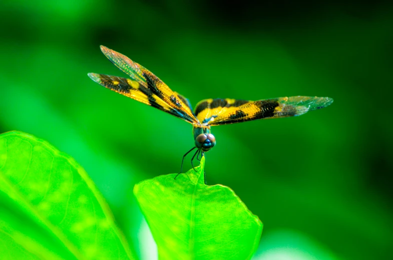 there is a dragon flying over the top of a leaf