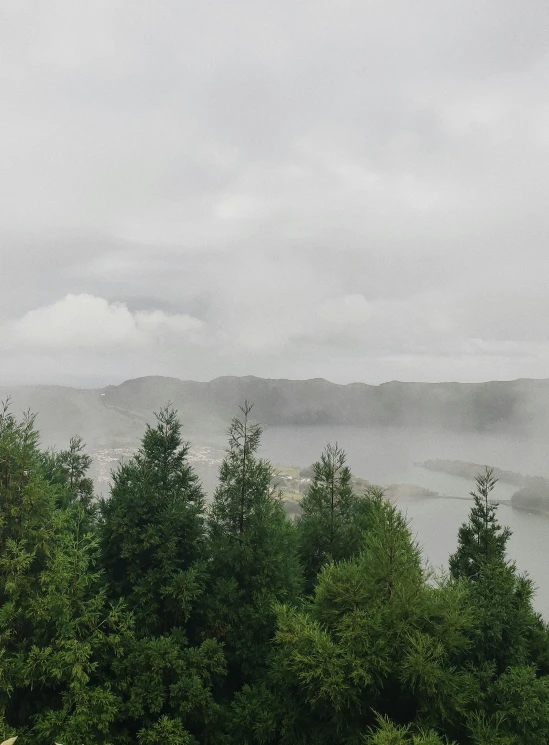 trees and a hill with fog on top