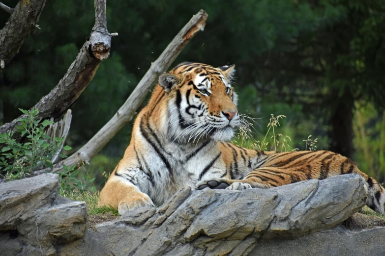 a tiger laying on top of a rock next to trees