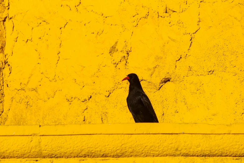 a black bird sitting on a ledge next to yellow wall