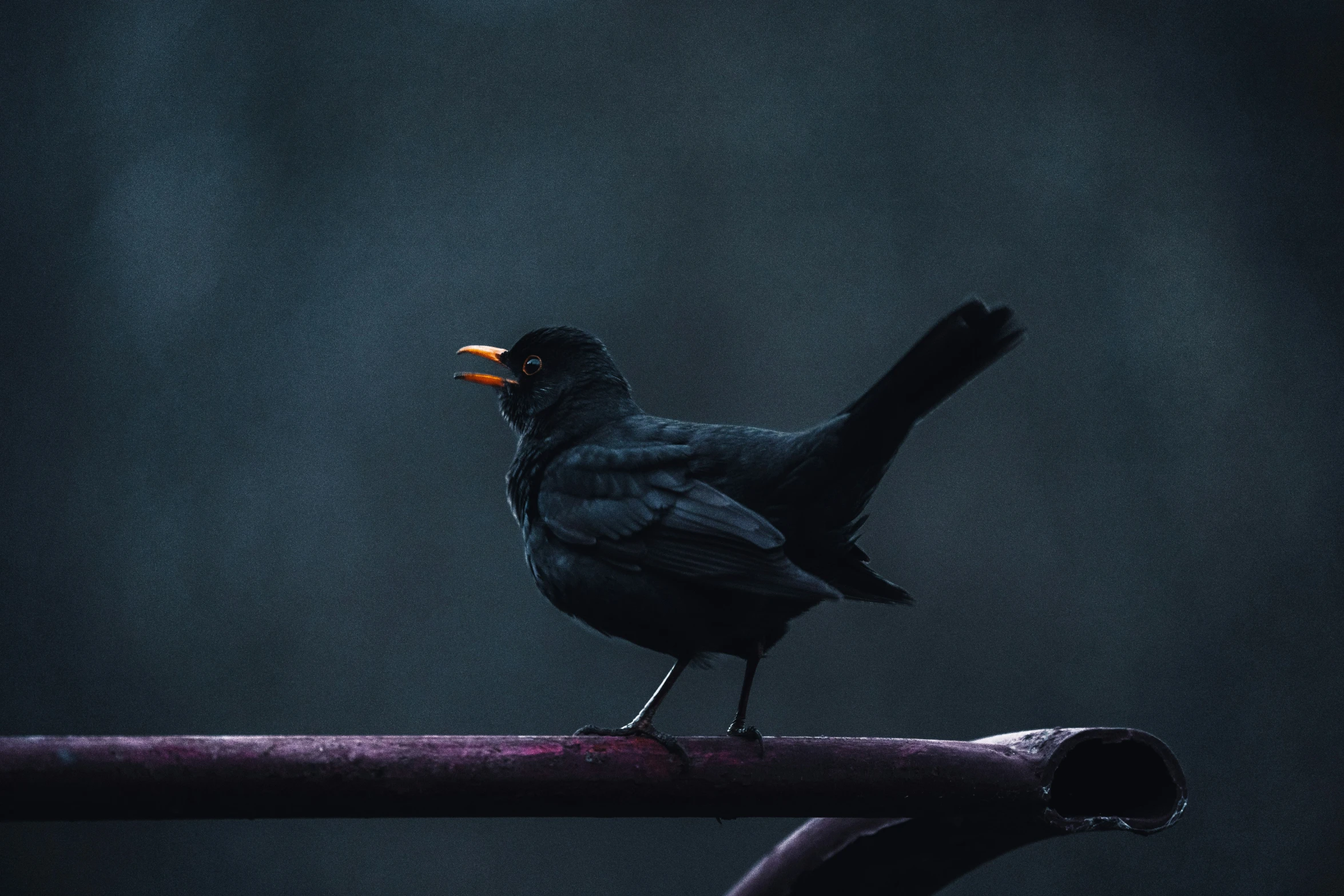 a black bird is sitting on a pipe