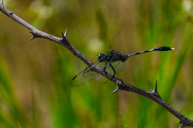 a black and blue dragonfly perched on a nch