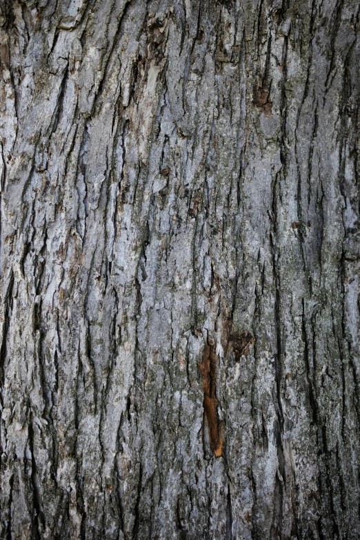 textured bark on a tree showing the growth