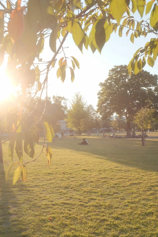 the sun is peeking behind a leafy tree