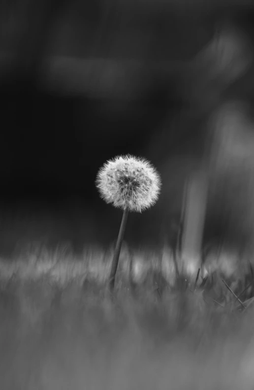 a black and white image of a dandelion in the grass