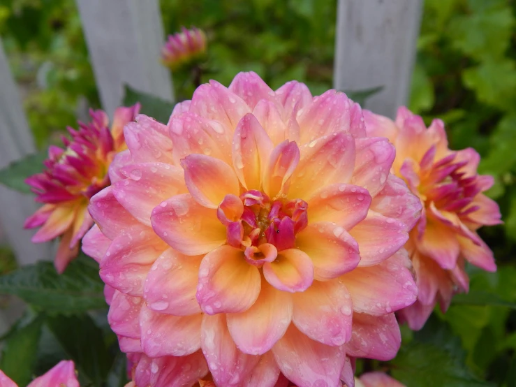 the large orange flower is surrounded by pink flowers
