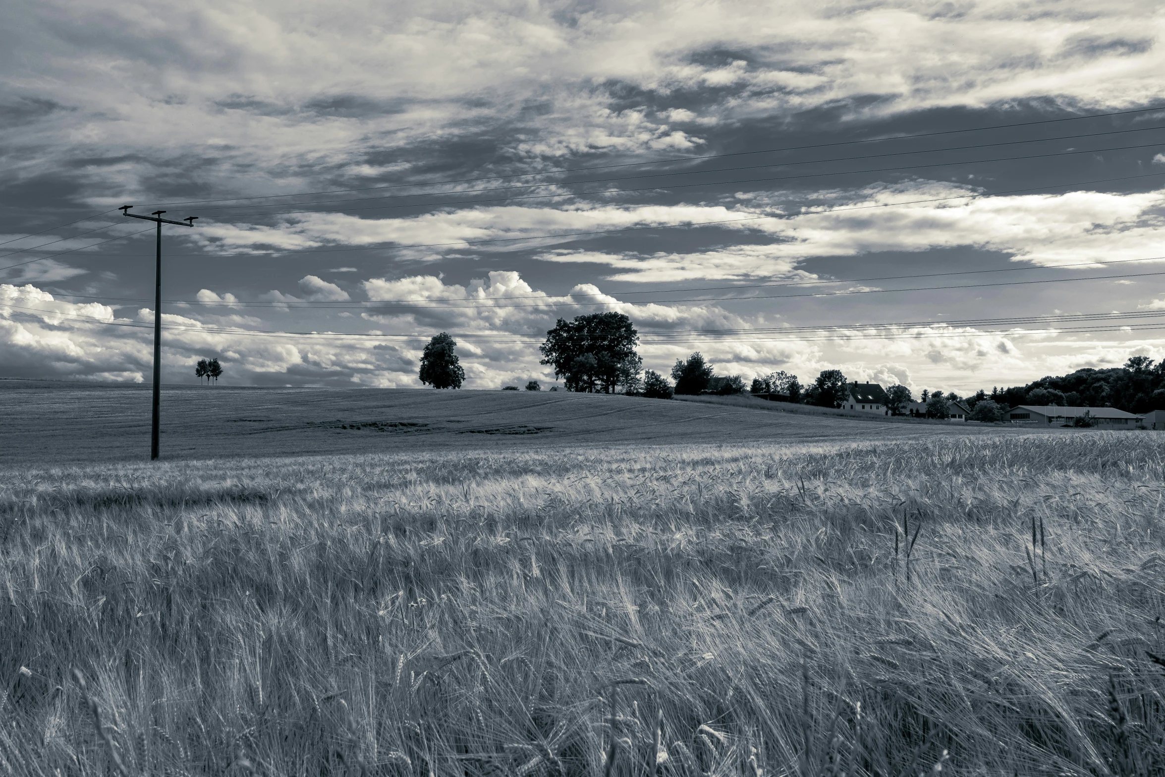 a field with trees and telephone poles in the background