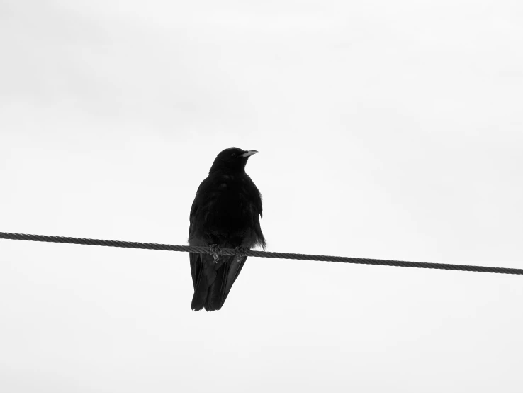 the bird is sitting on the wire by himself