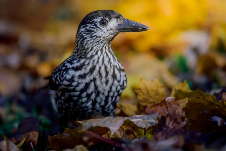 a bird with gray and white stripes standing in leaves