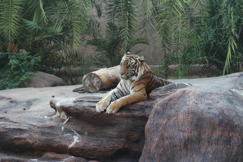 a tiger laying on top of a large rock