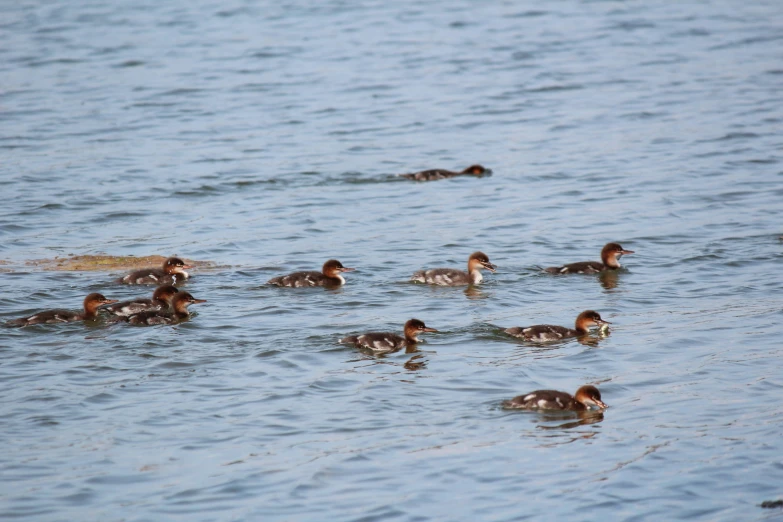 there are several ducks swimming in the water