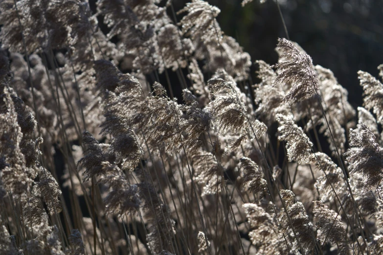 large group of dry brown grasses blowing in the wind