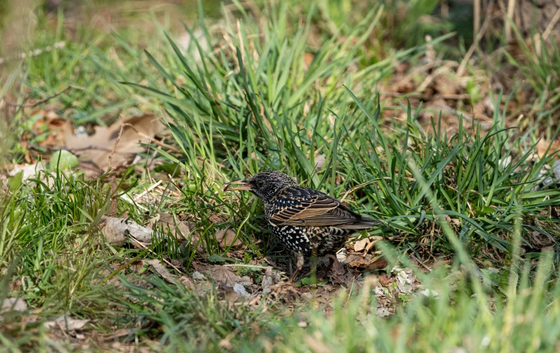 a small bird sitting on the ground near some grass