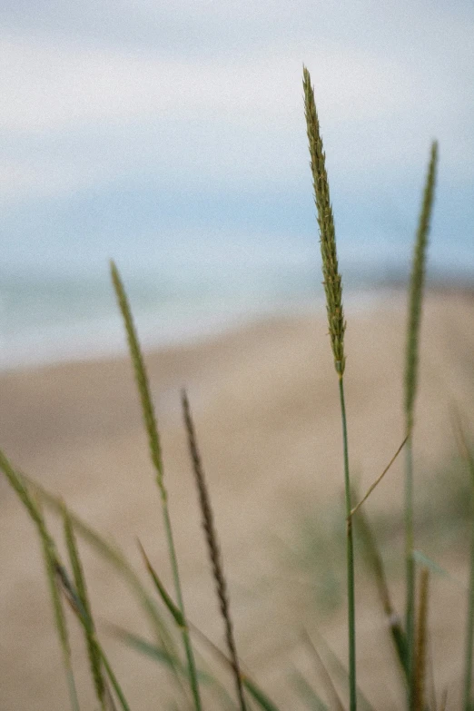 green plant sitting on top of a sandy beach