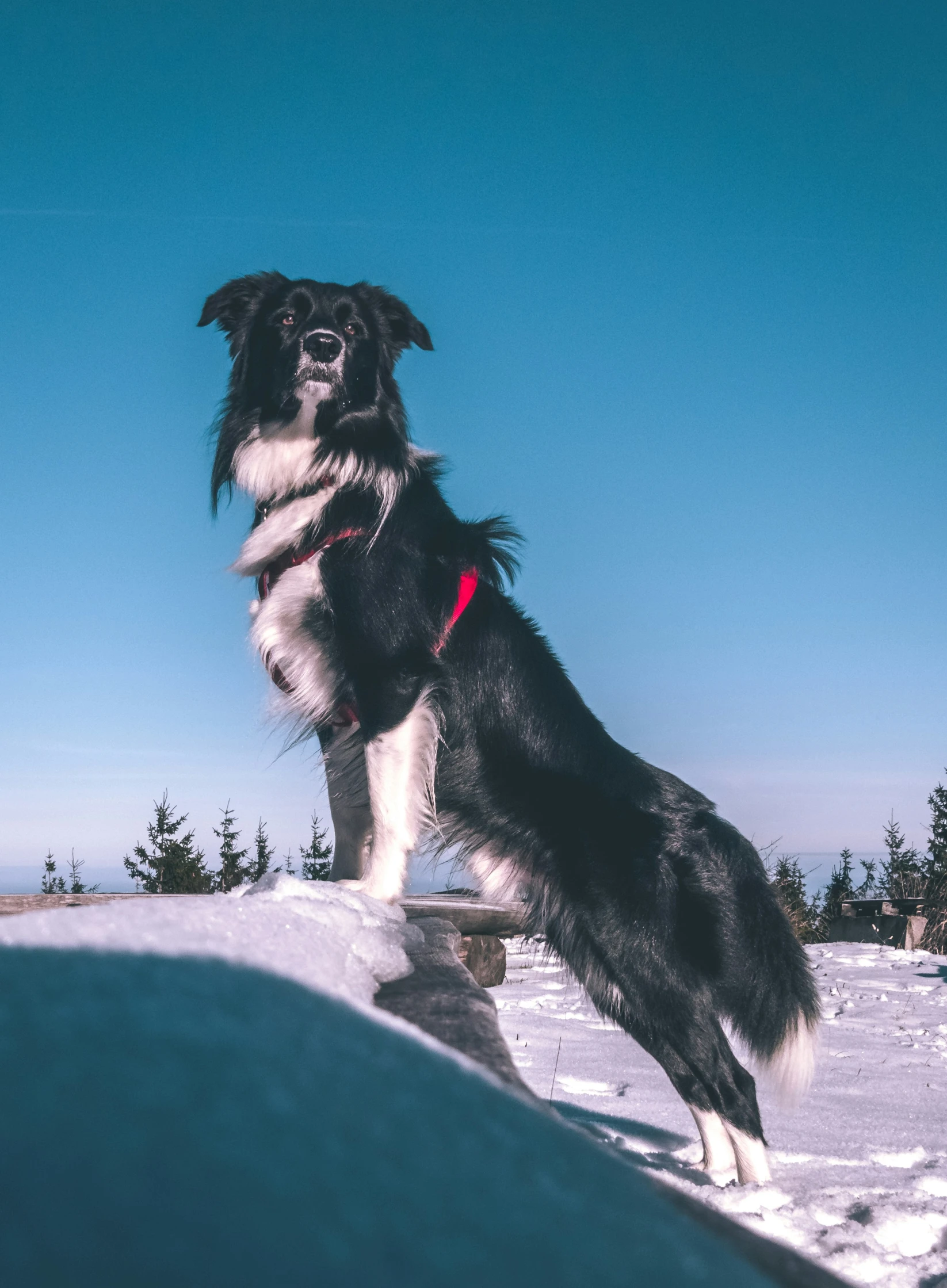 a big dog is sitting on top of the snow