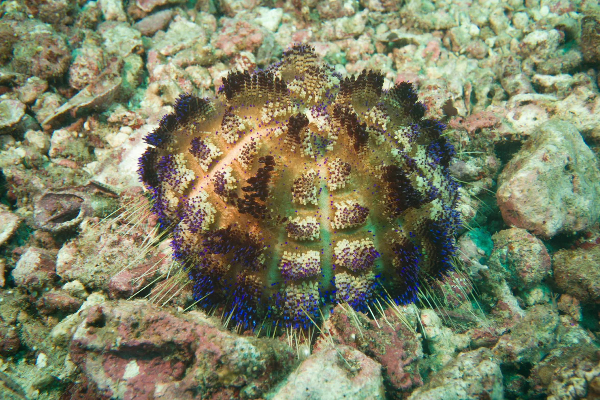 an under water sea urchin that is resting on the reef