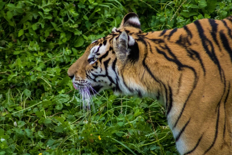 a tiger looks over his shoulder into a field