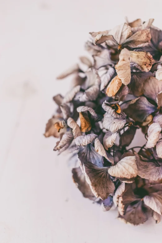 dried flowers in the snow with one flower bud missing